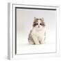 Domestic Cat, 8-Week, Chinchilla-Cross Silver Tortoiseshell Kitten-Jane Burton-Framed Premium Photographic Print