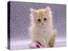 Domestic Cat, 8-Week Fluffy Cream Kitten with Sad Expression-Jane Burton-Stretched Canvas