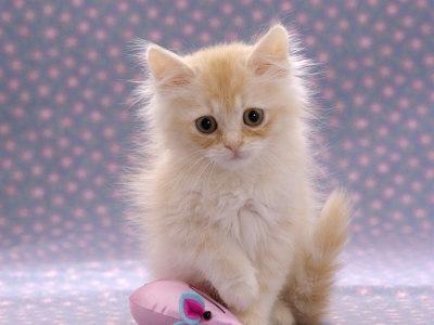 Kitten cream store