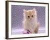 Domestic Cat, 8-Week Fluffy Cream Kitten with Sad Expression-Jane Burton-Framed Photographic Print