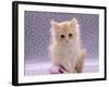 Domestic Cat, 8-Week Fluffy Cream Kitten with Sad Expression-Jane Burton-Framed Photographic Print