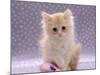 Domestic Cat, 8-Week Fluffy Cream Kitten with Sad Expression-Jane Burton-Mounted Photographic Print