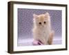 Domestic Cat, 8-Week Fluffy Cream Kitten with Sad Expression-Jane Burton-Framed Photographic Print