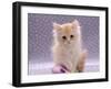 Domestic Cat, 8-Week Fluffy Cream Kitten with Sad Expression-Jane Burton-Framed Photographic Print