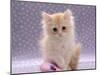 Domestic Cat, 8-Week Fluffy Cream Kitten with Sad Expression-Jane Burton-Mounted Photographic Print