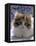 Domestic Cat, 8-Week, Fluffy Tortoiseshell-And-White Kitten-Jane Burton-Framed Stretched Canvas