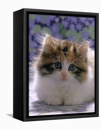 Domestic Cat, 8-Week, Fluffy Tortoiseshell-And-White Kitten-Jane Burton-Framed Stretched Canvas