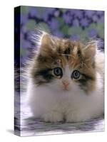 Domestic Cat, 8-Week, Fluffy Tortoiseshell-And-White Kitten-Jane Burton-Stretched Canvas