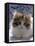 Domestic Cat, 8-Week, Fluffy Tortoiseshell-And-White Kitten-Jane Burton-Framed Stretched Canvas