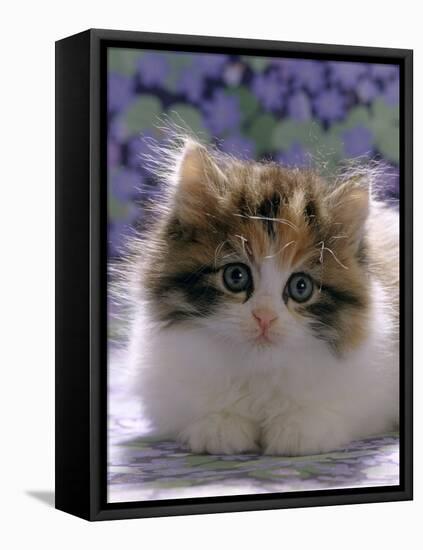 Domestic Cat, 8-Week, Fluffy Tortoiseshell-And-White Kitten-Jane Burton-Framed Stretched Canvas