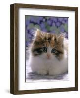 Domestic Cat, 8-Week, Fluffy Tortoiseshell-And-White Kitten-Jane Burton-Framed Premium Photographic Print