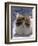 Domestic Cat, 8-Week, Fluffy Tortoiseshell-And-White Kitten-Jane Burton-Framed Premium Photographic Print