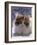 Domestic Cat, 8-Week, Fluffy Tortoiseshell-And-White Kitten-Jane Burton-Framed Premium Photographic Print