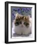 Domestic Cat, 8-Week, Fluffy Tortoiseshell-And-White Kitten-Jane Burton-Framed Premium Photographic Print