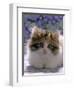 Domestic Cat, 8-Week, Fluffy Tortoiseshell-And-White Kitten-Jane Burton-Framed Premium Photographic Print