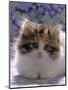 Domestic Cat, 8-Week, Fluffy Tortoiseshell-And-White Kitten-Jane Burton-Mounted Premium Photographic Print