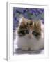 Domestic Cat, 8-Week, Fluffy Tortoiseshell-And-White Kitten-Jane Burton-Framed Photographic Print