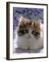 Domestic Cat, 8-Week, Fluffy Tortoiseshell-And-White Kitten-Jane Burton-Framed Photographic Print