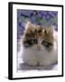 Domestic Cat, 8-Week, Fluffy Tortoiseshell-And-White Kitten-Jane Burton-Framed Photographic Print