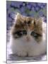 Domestic Cat, 8-Week, Fluffy Tortoiseshell-And-White Kitten-Jane Burton-Mounted Photographic Print