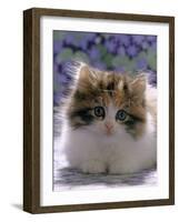 Domestic Cat, 8-Week, Fluffy Tortoiseshell-And-White Kitten-Jane Burton-Framed Photographic Print