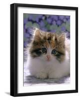Domestic Cat, 8-Week, Fluffy Tortoiseshell-And-White Kitten-Jane Burton-Framed Photographic Print