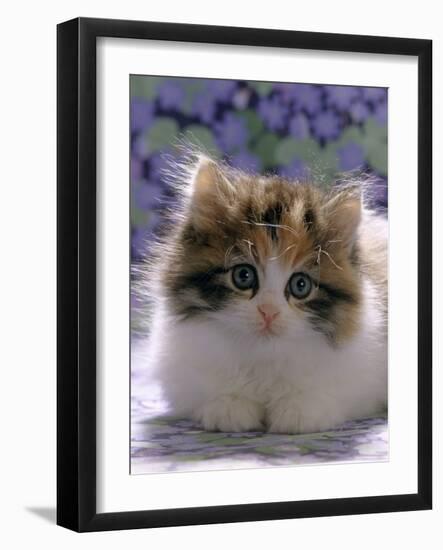 Domestic Cat, 8-Week, Fluffy Tortoiseshell-And-White Kitten-Jane Burton-Framed Photographic Print