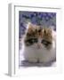 Domestic Cat, 8-Week, Fluffy Tortoiseshell-And-White Kitten-Jane Burton-Framed Photographic Print