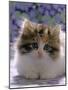 Domestic Cat, 8-Week, Fluffy Tortoiseshell-And-White Kitten-Jane Burton-Mounted Photographic Print