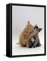 Domestic Cat, 8-Week Ginger Kitten Biting Tortoiseshell on the Mouth-Jane Burton-Framed Stretched Canvas