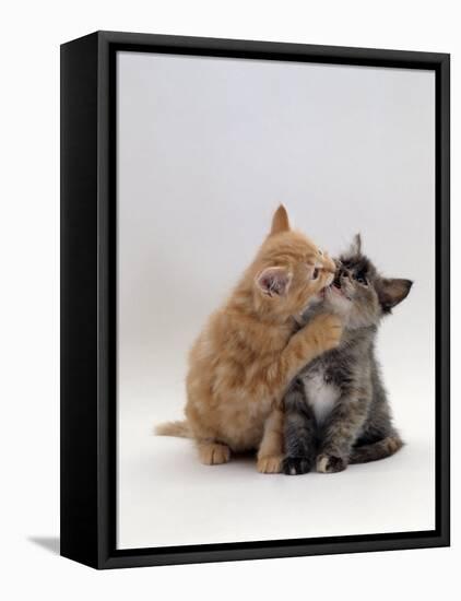 Domestic Cat, 8-Week Ginger Kitten Biting Tortoiseshell on the Mouth-Jane Burton-Framed Stretched Canvas