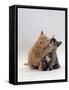 Domestic Cat, 8-Week Ginger Kitten Biting Tortoiseshell on the Mouth-Jane Burton-Framed Stretched Canvas