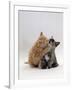 Domestic Cat, 8-Week Ginger Kitten Biting Tortoiseshell on the Mouth-Jane Burton-Framed Photographic Print