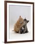 Domestic Cat, 8-Week Ginger Kitten Biting Tortoiseshell on the Mouth-Jane Burton-Framed Photographic Print