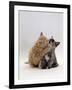 Domestic Cat, 8-Week Ginger Kitten Biting Tortoiseshell on the Mouth-Jane Burton-Framed Photographic Print