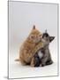 Domestic Cat, 8-Week Ginger Kitten Biting Tortoiseshell on the Mouth-Jane Burton-Mounted Photographic Print