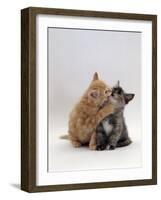 Domestic Cat, 8-Week Ginger Kitten Biting Tortoiseshell on the Mouth-Jane Burton-Framed Photographic Print