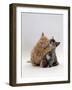 Domestic Cat, 8-Week Ginger Kitten Biting Tortoiseshell on the Mouth-Jane Burton-Framed Photographic Print