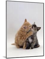 Domestic Cat, 8-Week Ginger Kitten Biting Tortoiseshell on the Mouth-Jane Burton-Mounted Photographic Print