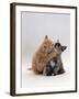 Domestic Cat, 8-Week Ginger Kitten Biting Tortoiseshell on the Mouth-Jane Burton-Framed Photographic Print