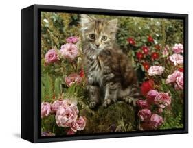 Domestic Cat, 8-Week, Long Haired Tabby Kitten with Pink Roses-Jane Burton-Framed Stretched Canvas