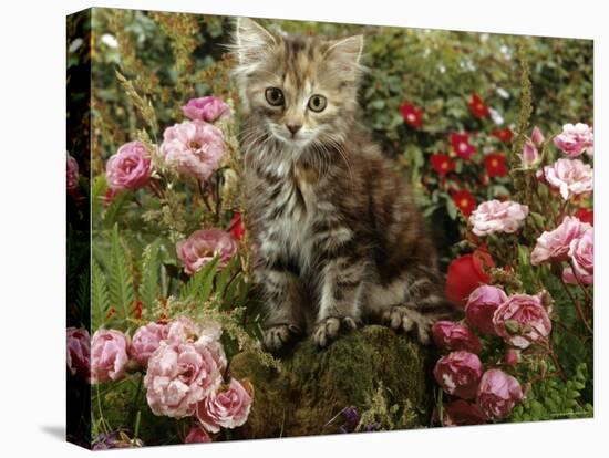 Domestic Cat, 8-Week, Long Haired Tabby Kitten with Pink Roses-Jane Burton-Stretched Canvas