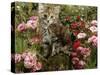 Domestic Cat, 8-Week, Long Haired Tabby Kitten with Pink Roses-Jane Burton-Stretched Canvas