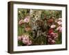 Domestic Cat, 8-Week, Long Haired Tabby Kitten with Pink Roses-Jane Burton-Framed Photographic Print