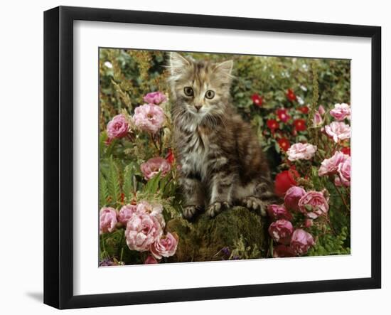 Domestic Cat, 8-Week, Long Haired Tabby Kitten with Pink Roses-Jane Burton-Framed Photographic Print