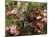 Domestic Cat, 8-Week, Long Haired Tabby Kitten with Pink Roses-Jane Burton-Mounted Photographic Print