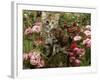 Domestic Cat, 8-Week, Long Haired Tabby Kitten with Pink Roses-Jane Burton-Framed Photographic Print