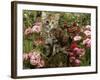 Domestic Cat, 8-Week, Long Haired Tabby Kitten with Pink Roses-Jane Burton-Framed Photographic Print