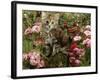 Domestic Cat, 8-Week, Long Haired Tabby Kitten with Pink Roses-Jane Burton-Framed Photographic Print