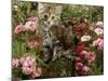 Domestic Cat, 8-Week, Long Haired Tabby Kitten with Pink Roses-Jane Burton-Mounted Photographic Print